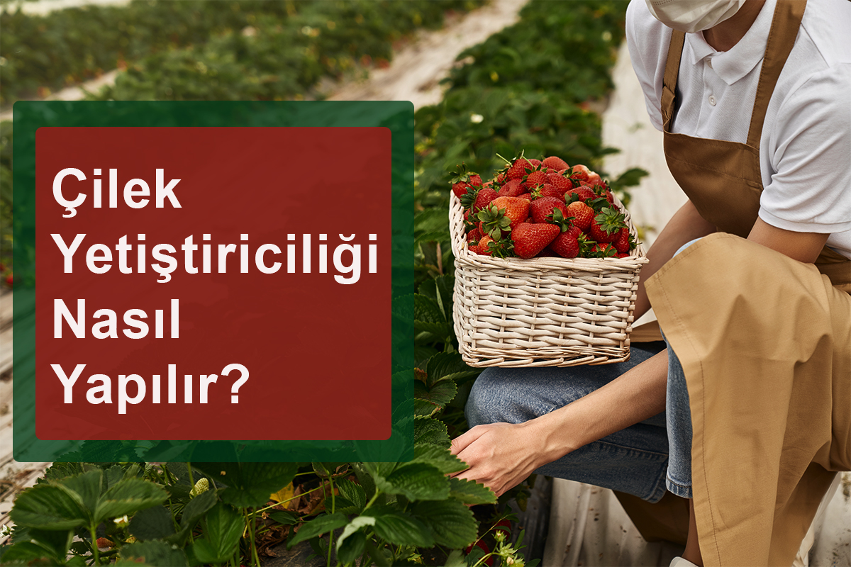 Çilek Yetiştiriciliği Nasıl Yapılır?